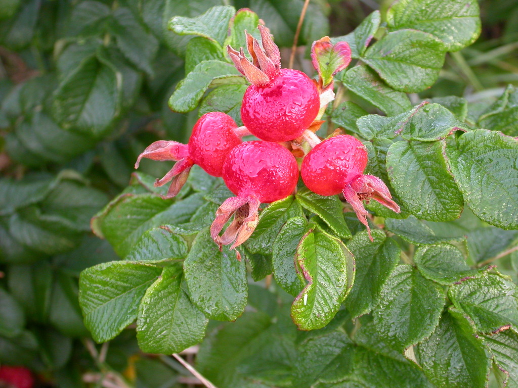 Rosa rugosa (door Peter Meininger)