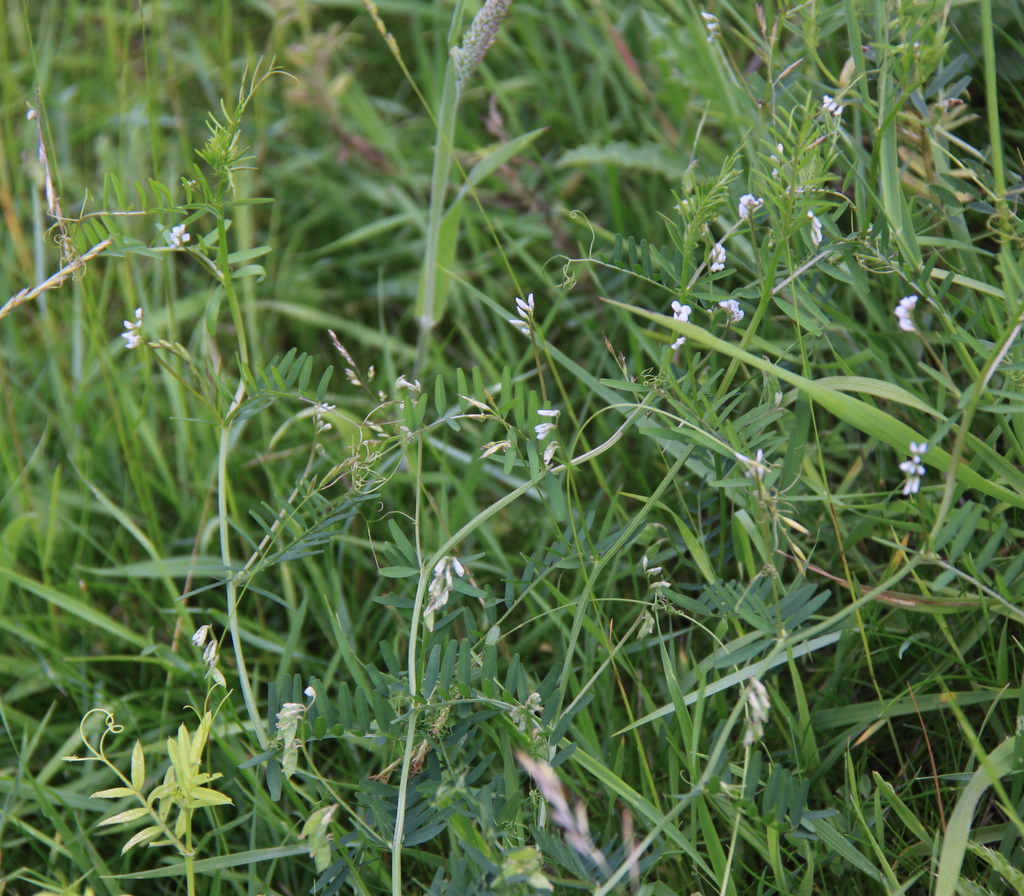 Vicia hirsuta (door Peter Meininger)