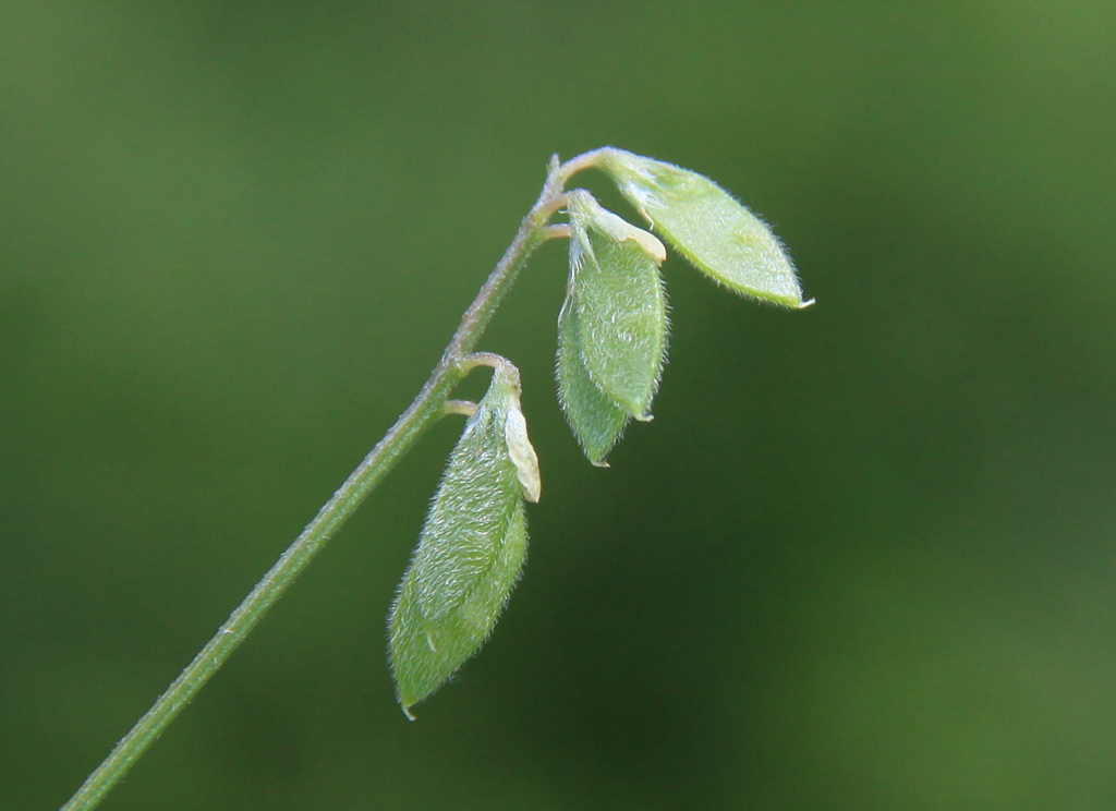 Vicia hirsuta (door Peter Meininger)