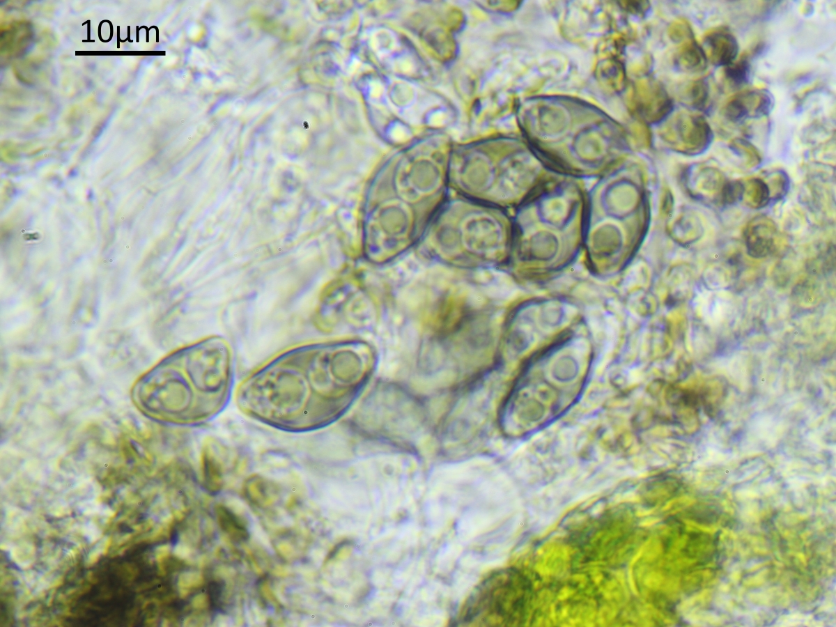 Rinodina biloculata (door Henk-Jan van der Kolk)
