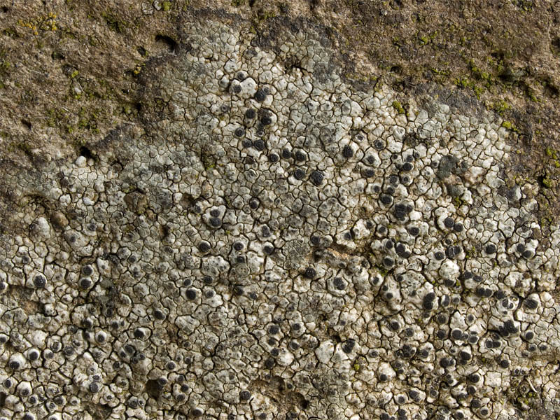 Rinodina confragosa (door Bart Horvers)