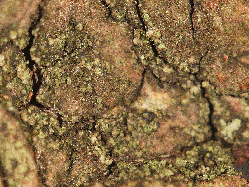 Caloplaca obscurella (door Laurens Sparrius)