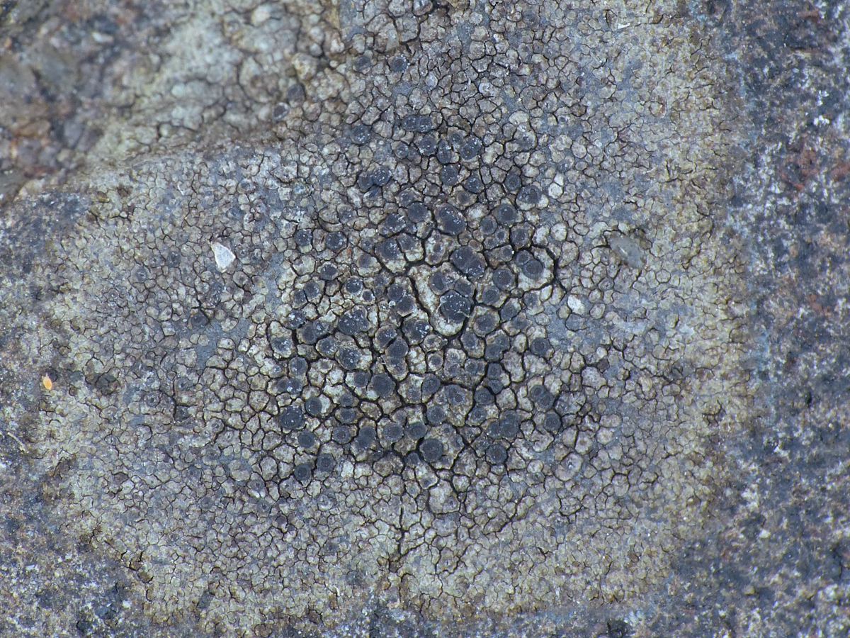 Rinodina oxydata (door Henk-Jan van der Kolk)