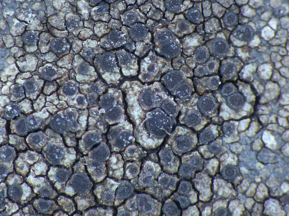 Rinodina oxydata (door Henk-Jan van der Kolk)