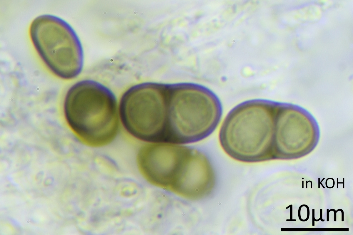 Rinodina sophodes (door Koen Verhoogt)