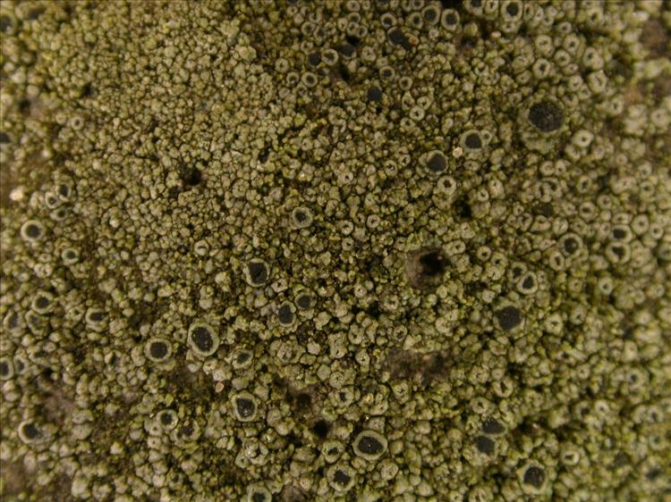 Rinodina teichophila (door Laurens Sparrius)
