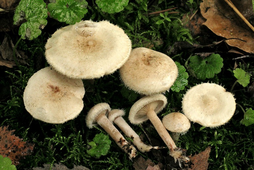 Ripartites tricholoma (door Henk Huijser)