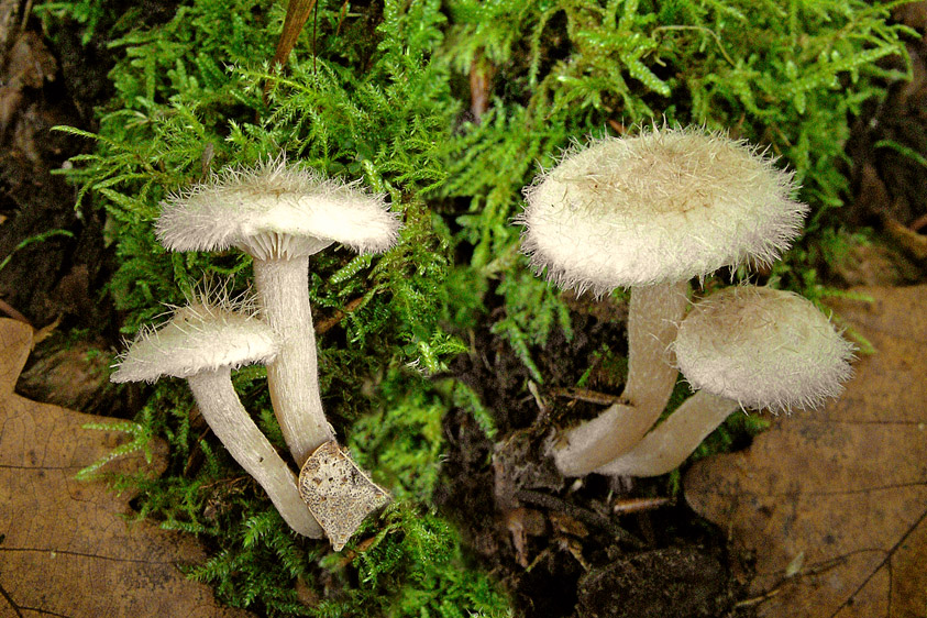 Ripartites tricholoma (door Henk Huijser)