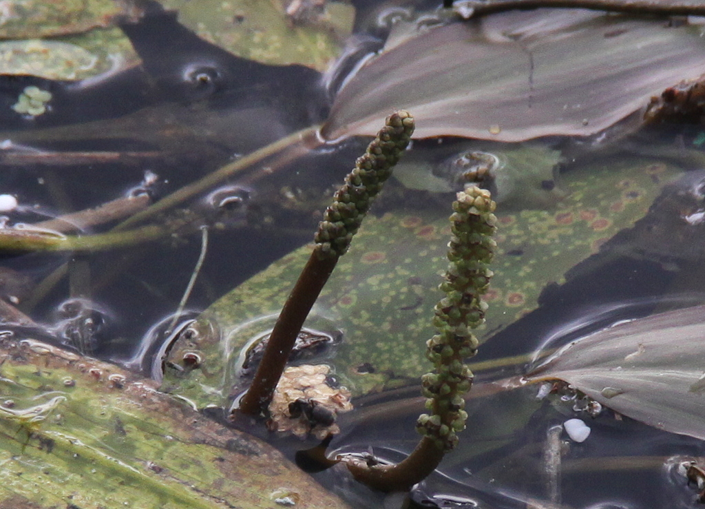 Potamogeton nodosus (door Peter Meininger)