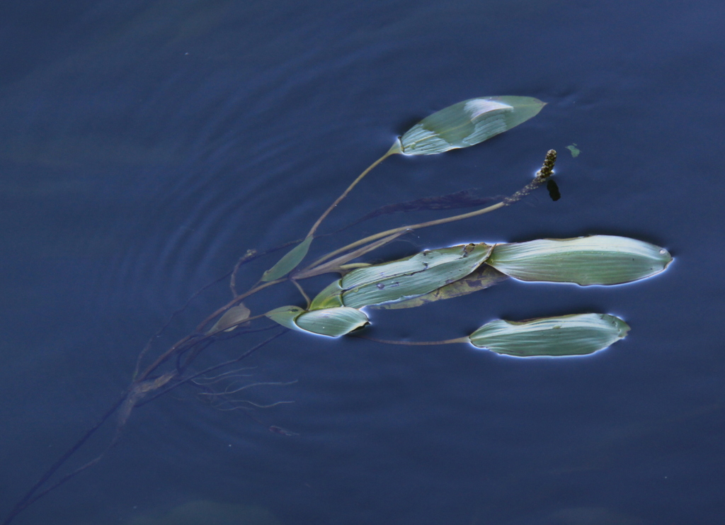 Potamogeton nodosus (door Peter Meininger)