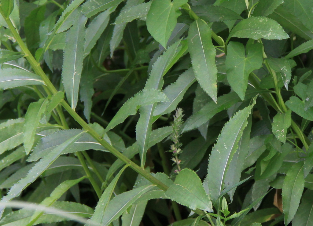 Senecio sarracenicus (door Peter Meininger)