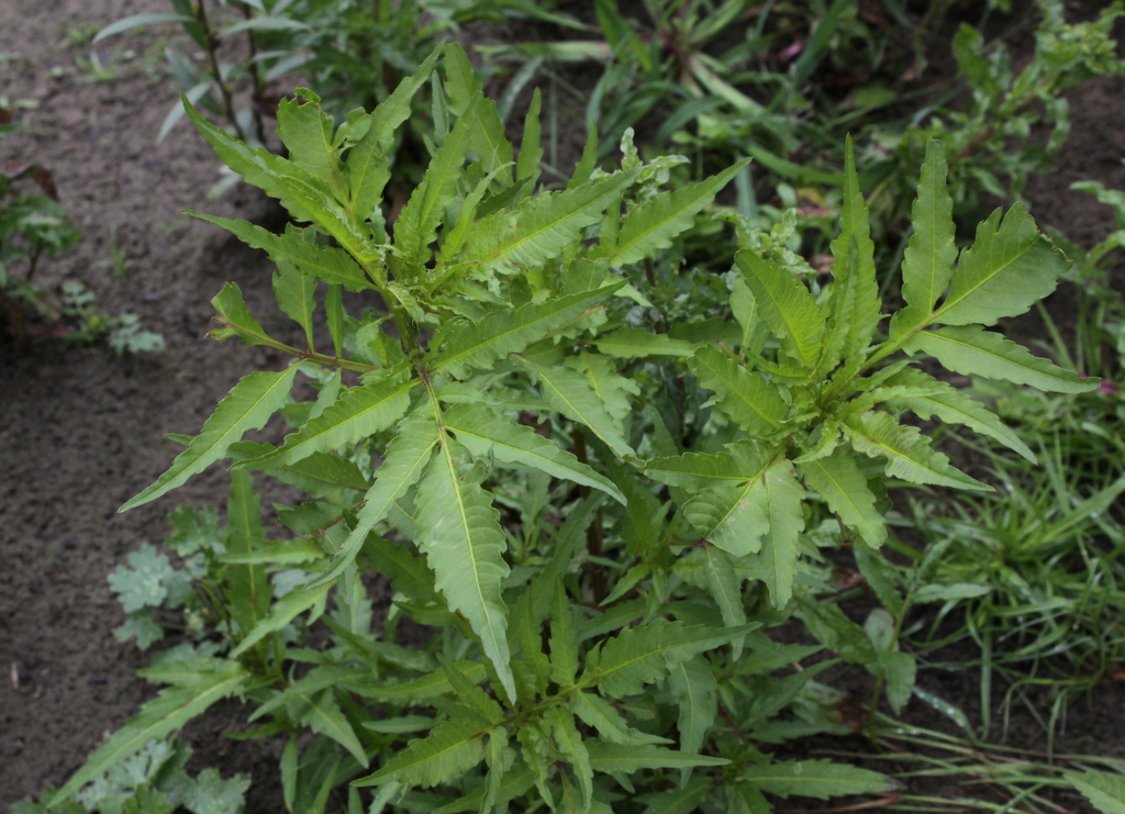 Bidens radiata (door Peter Meininger)