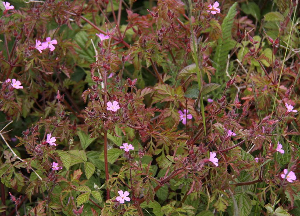 Geranium robertianum (door Peter Meininger)