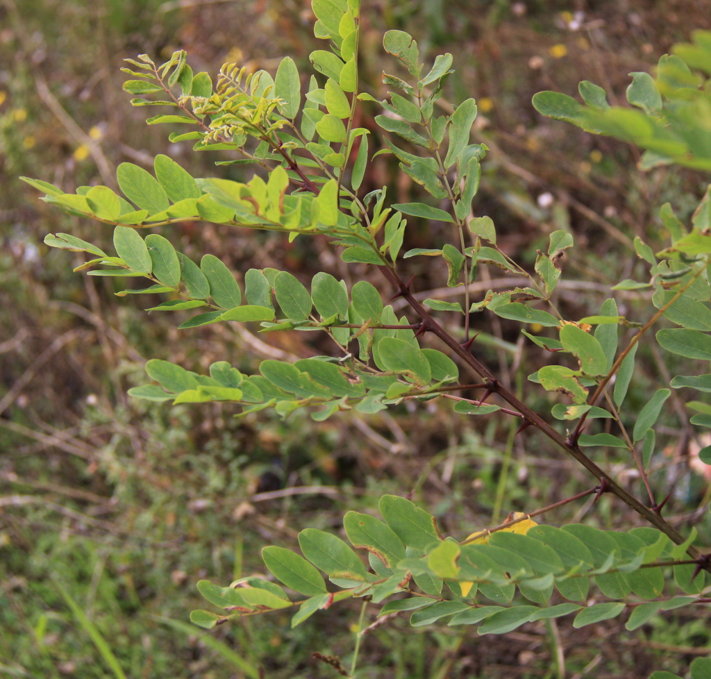 Robinia pseudoacacia (door Peter Meininger)