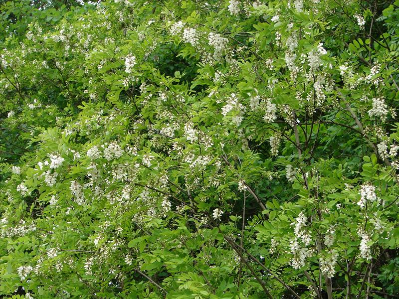 Robinia pseudoacacia (door Adrie van Heerden)