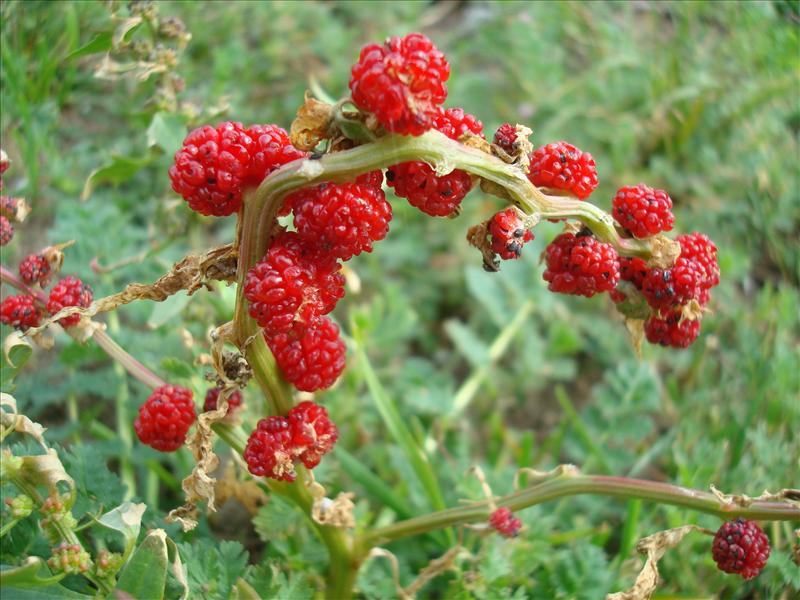 Blitum virgatum (door Michael Inden)