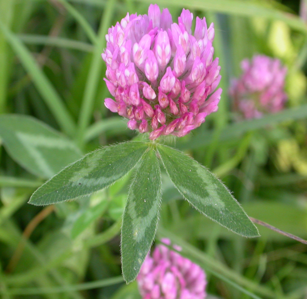 Trifolium pratense (door Peter Meininger)