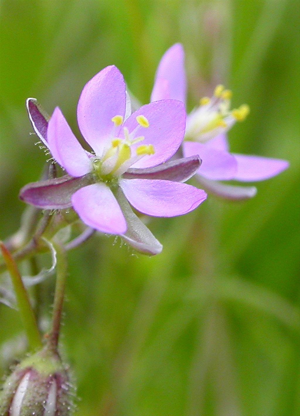 Spergularia rubra (door Peter Meininger)