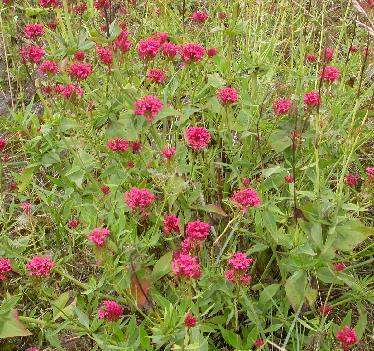 Centranthus ruber (door Peter Meininger)