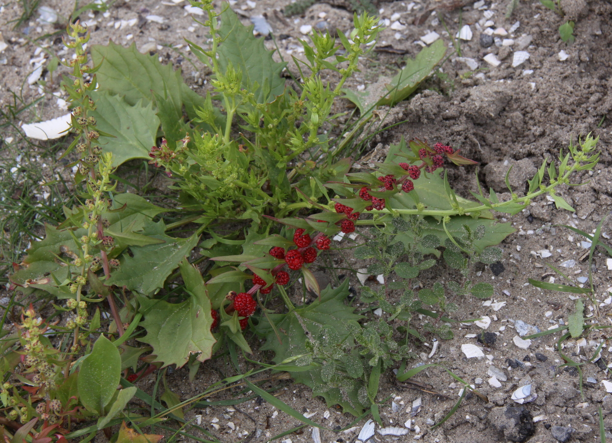 Blitum virgatum (door Peter Meininger)