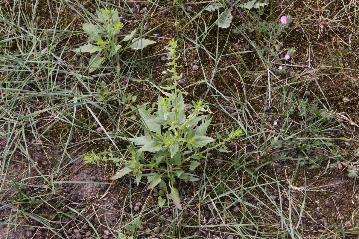 Blitum virgatum (door Peter Meininger)