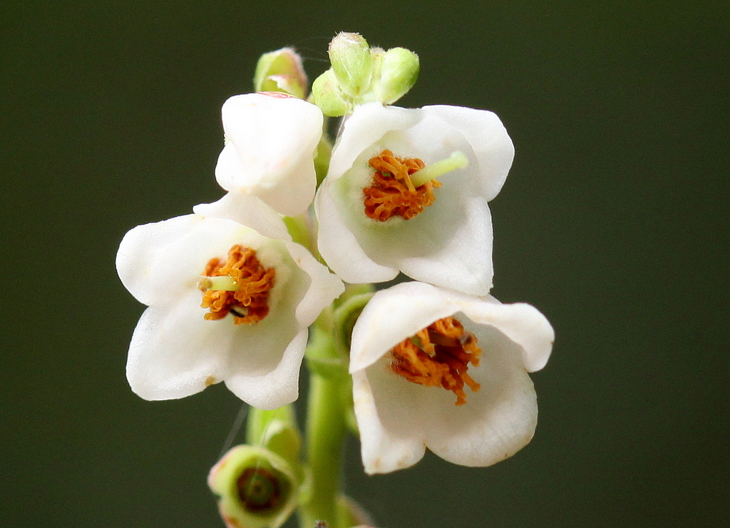 Vaccinium vitis-idaea (door Peter Meininger)