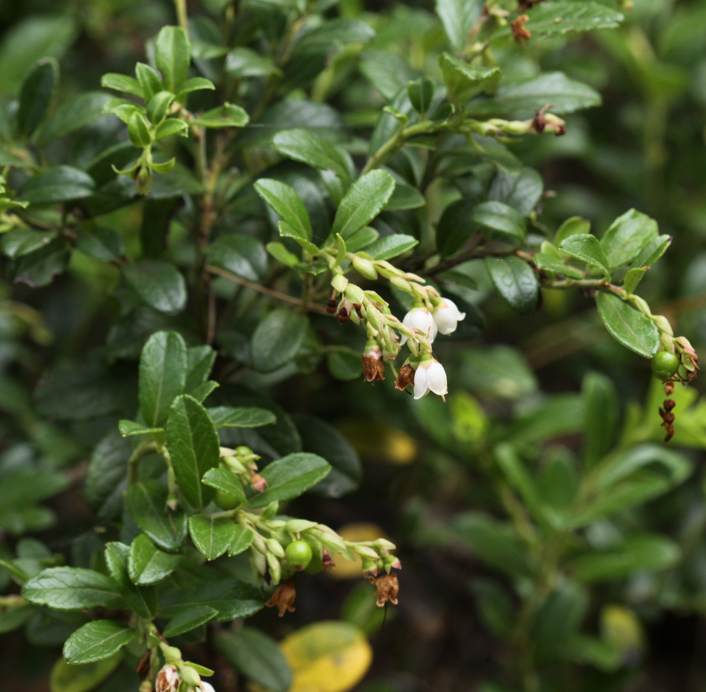 Vaccinium vitis-idaea (door Peter Meininger)