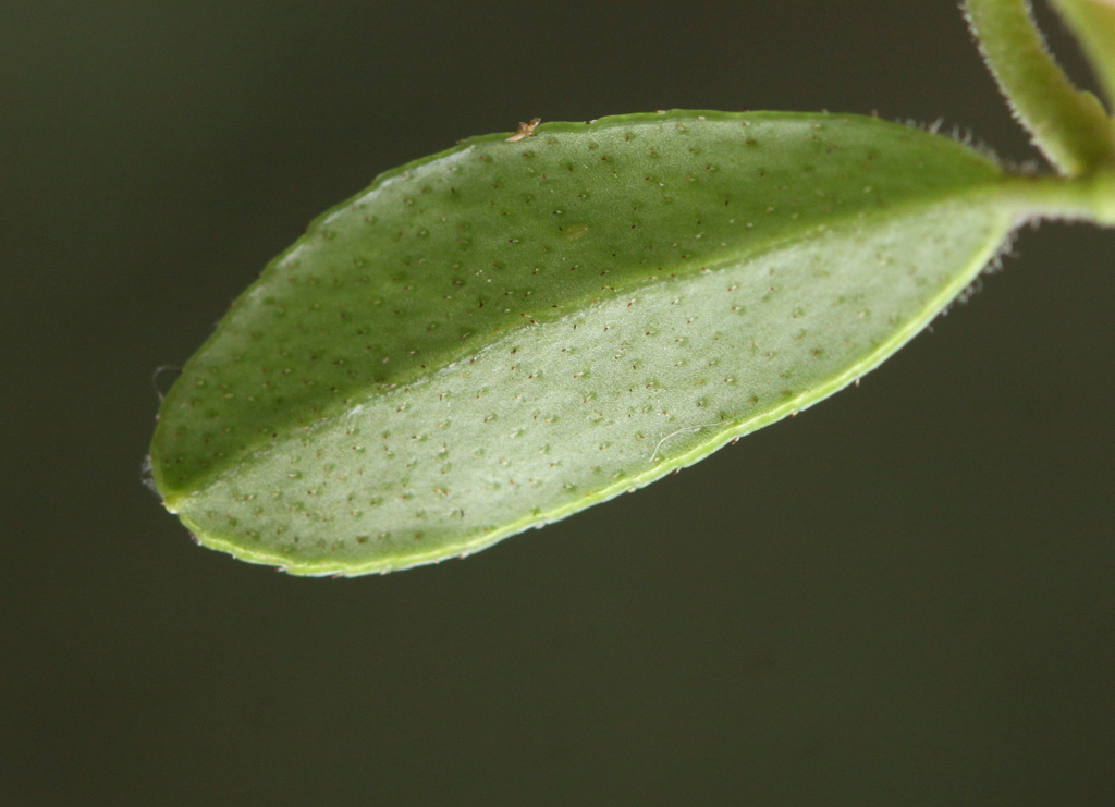 Vaccinium vitis-idaea (door Peter Meininger)