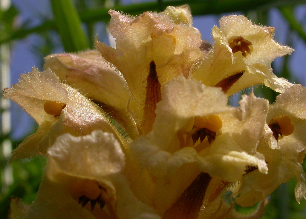 Orobanche lutea (door Peter Meininger)