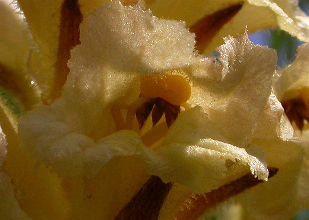 Orobanche lutea (door Peter Meininger)