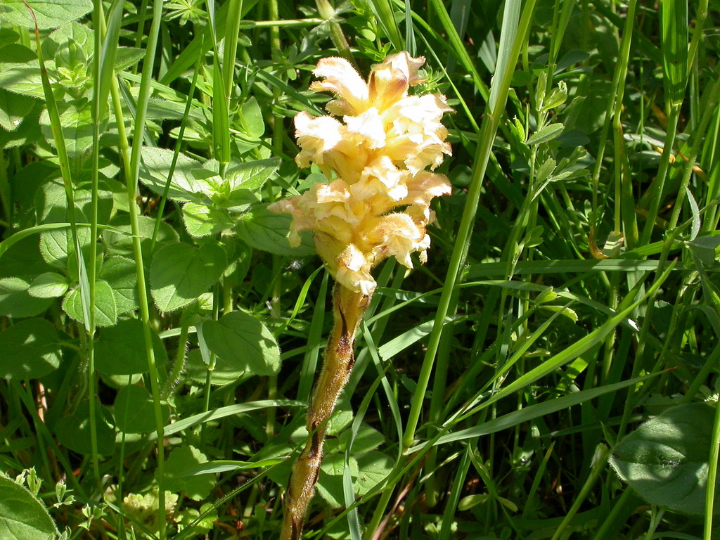 Orobanche lutea (door Peter Meininger)