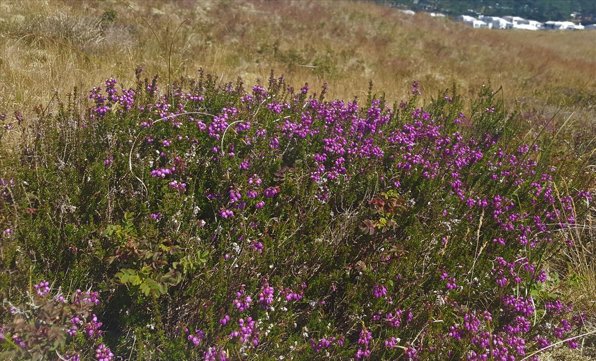 Erica cinerea (door Maarten Langbroek)