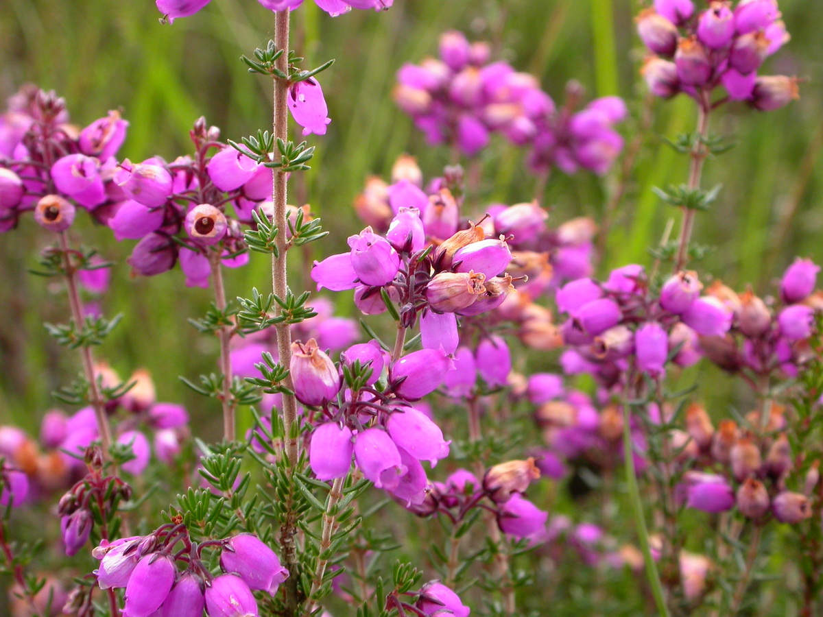 Erica cinerea (door Peter Meininger)