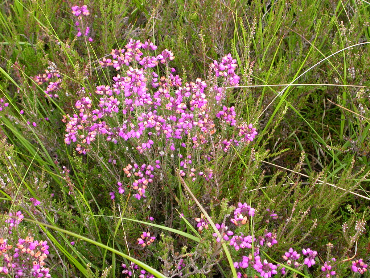 Erica cinerea (door Peter Meininger)