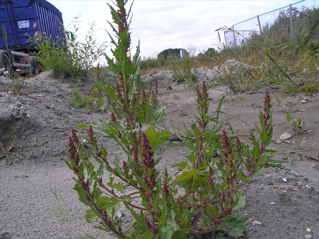 Oxybasis rubra (door Frank van Gessele)