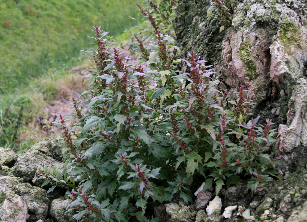 Oxybasis rubra (door Peter Meininger)
