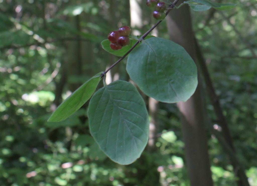 Lonicera xylosteum (door Peter Meininger)