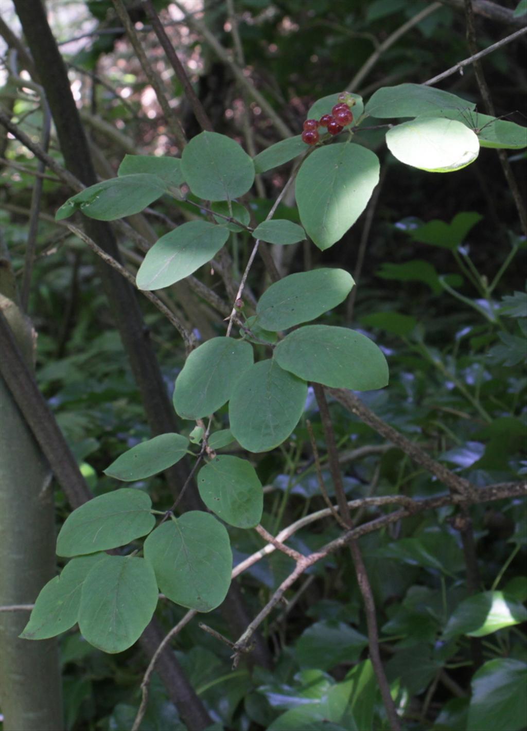 Lonicera xylosteum (door Peter Meininger)