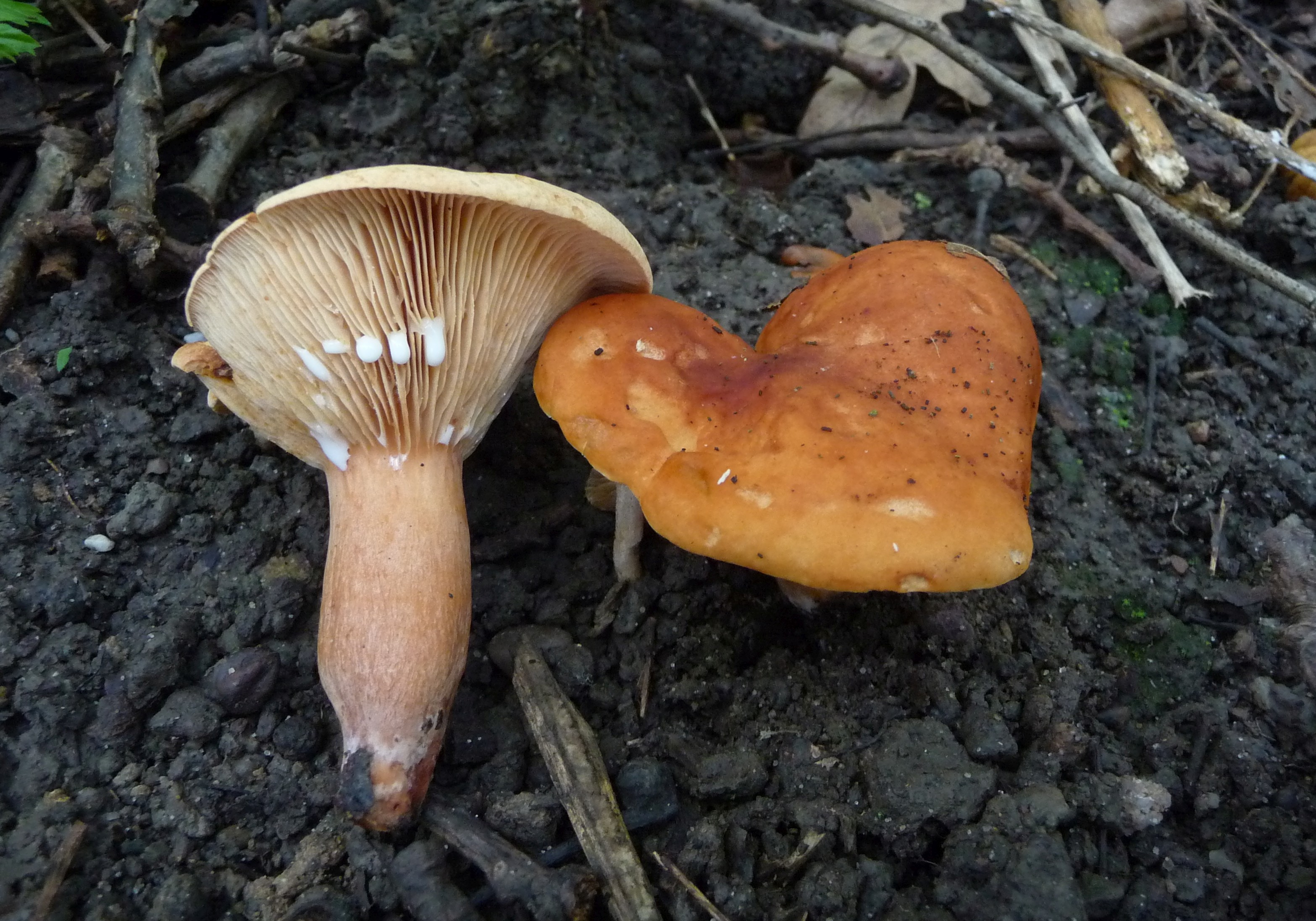 Lactarius fulvissimus (door jelle bakker)