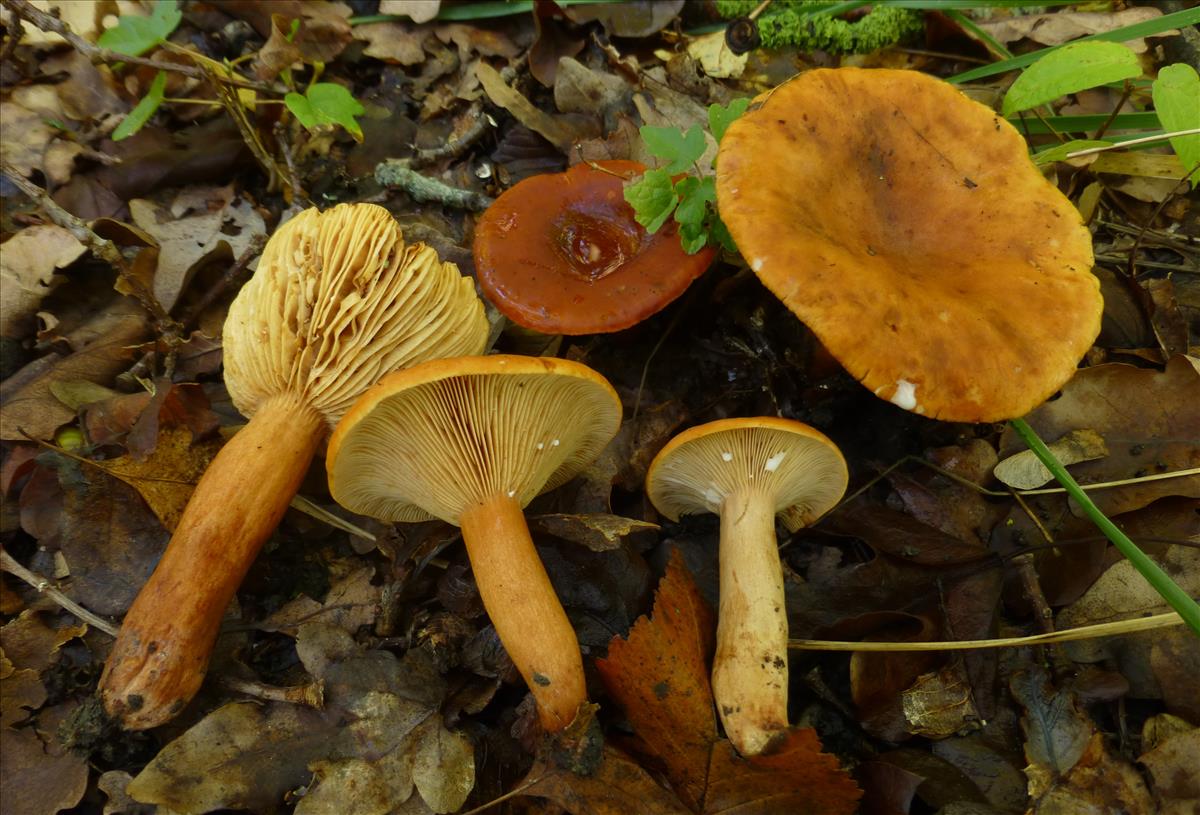 Lactarius fulvissimus (door Aldert Gutter)