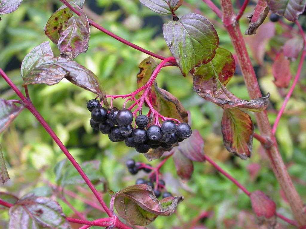 Cornus sanguinea (door Peter Meininger)