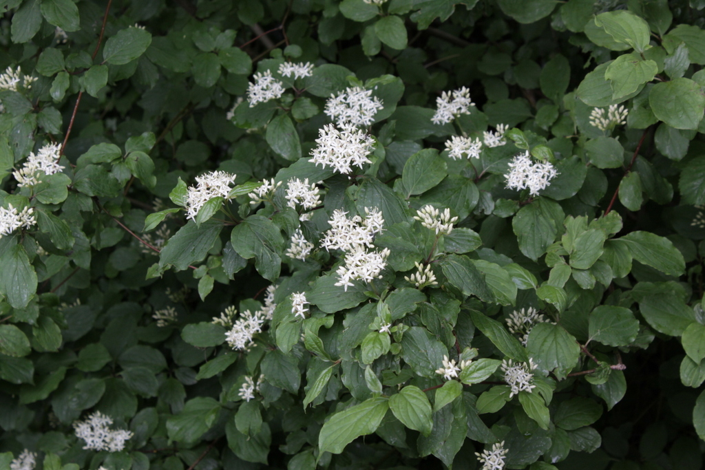 Cornus sanguinea (door Peter Meininger)