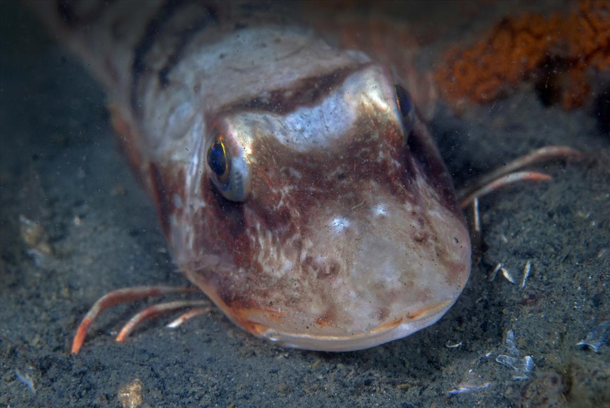 Chelidonichthys lucerna (door Marion Haarsma)