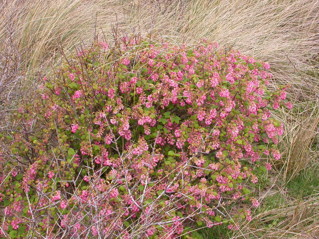 Ribes sanguineum (door Peter Meininger)