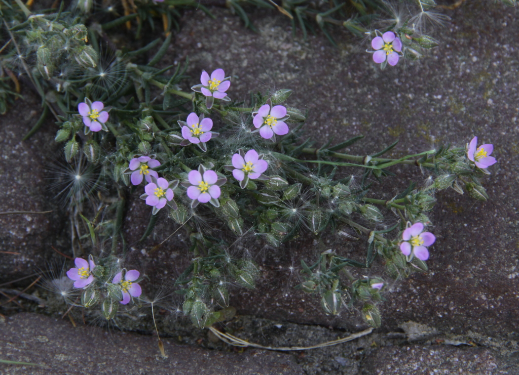 Spergularia rubra (door Peter Meininger)