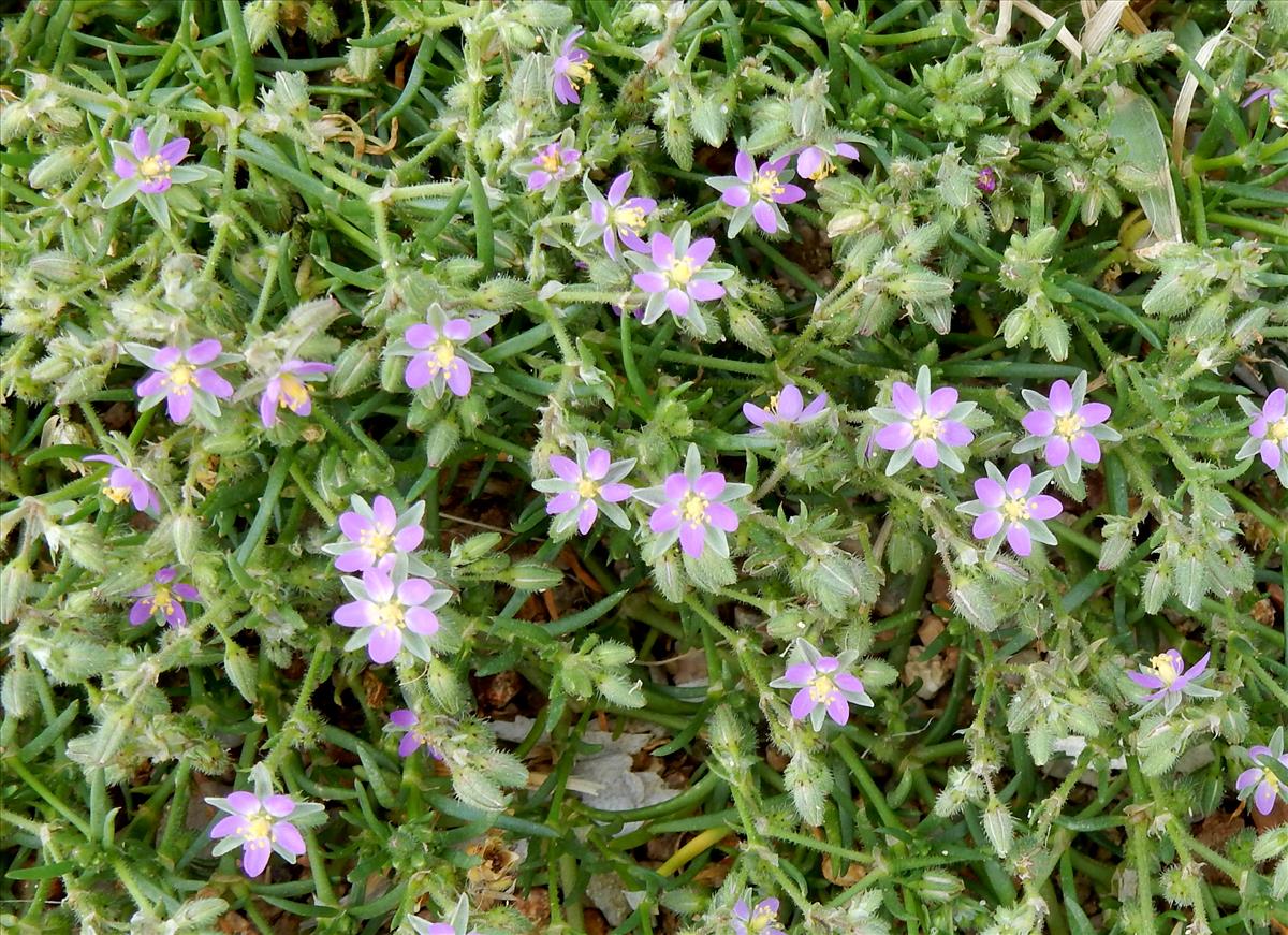 Spergularia rubra (door Peter Meininger)