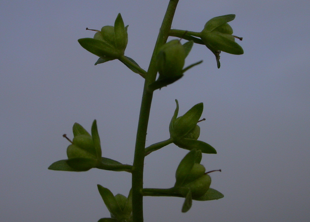 Veronica catenata (door Peter Meininger)