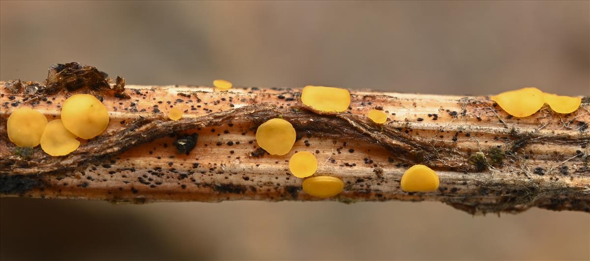 Rodwayella citrinula (door Laurens van der Linde)