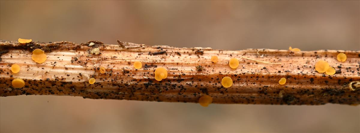 Rodwayella citrinula (door Laurens van der Linde)