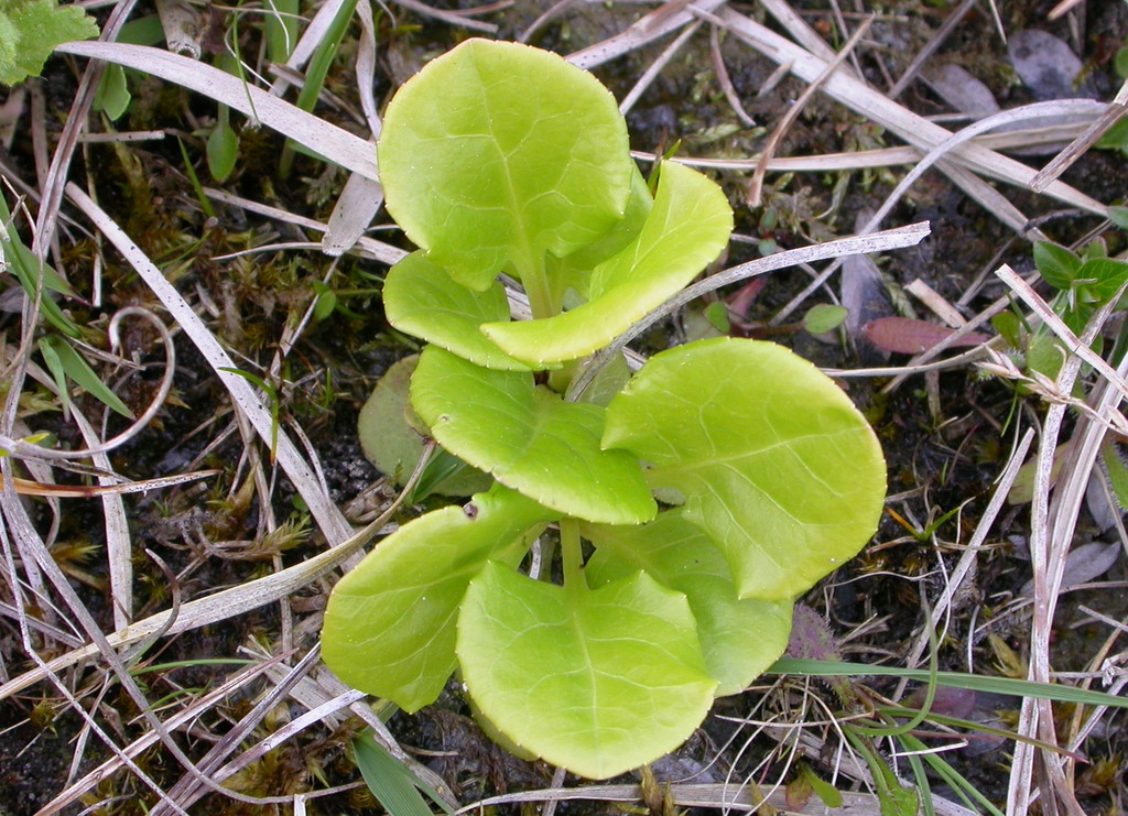Pyrola rotundifolia (door Peter Meininger)